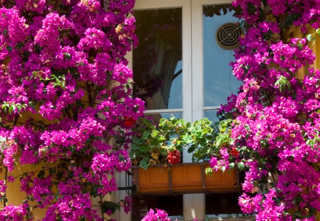 Blumenriviera & Côte d'Azur